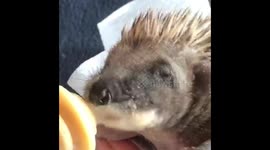 Hungry Hoglet