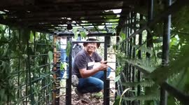Authorities install trap to catch critically endangered Sumatran tiger