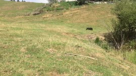 Frank de speedy wild boar