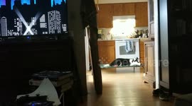 Husky being a cute odd-ball
