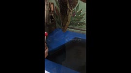 Komodo dragon being super clumsy