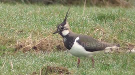 Lapwings starting to nest in the Eden Valley Cumbria