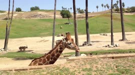 Giraffe footage from San Diego, California