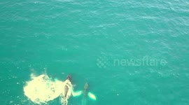 Beautiful 4K Cinematic Video of Humpback Whale Pods in Cabo by Drone