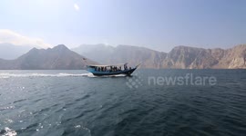 Dolphins Swim Alongside Boat In Oman
