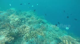 Swimming Alongside A Turtle In The Philippines
