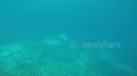 A Turtle Swims Up to The Camera In The Philippines