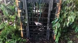 Indonesian authorities trap critically endangered Sumatran tiger