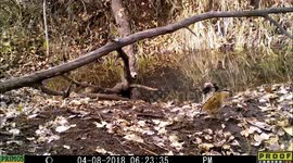 Ruffed Grouse strutting near a pond showing pretty Spring plumage.