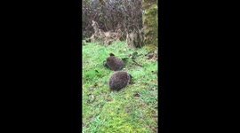 Hedgehog Release
