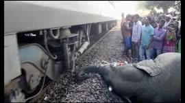 India's demand for infrastructure is killing the country's elephants