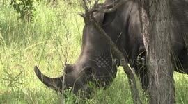Male White Rhino - a  head study