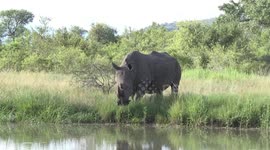 Male White Rhino at the edge of a waterhole with Oxpeckers on his head