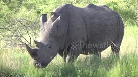 Male White Rhino with Yellow-billed Oxpeckers on his head
