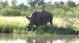 Male White Rhino entering a waterhole with Yellow-billed Oxpeckers on him