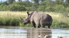 Male White Rhino standing in waterhole with a family of Egyptian Geese