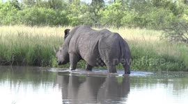 Male White Rhino walking then standing in a waterhole