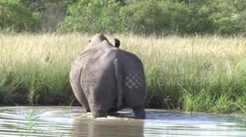 Male White Rhino lying down in a waterhole - cooling off