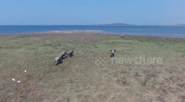 Elephant bulls at Lake Kariba filmed with a Drone flying at few meters over the animals.