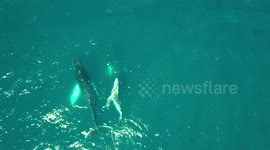 Drone footage captures whale family 'playing' together off Mexico