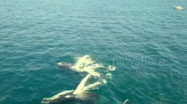 Drone footage captures family of whales 'playing' together off Mexico