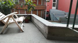 Cats trying to catch a pigeon