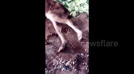 New-born calf born with human-like feet filmed in China