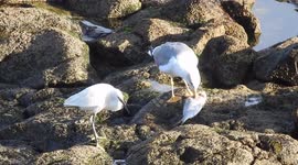 Seagull vs garcela