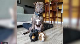 Pitbull rescued from the streets spends her nights cuddling her new guinea pig siblings