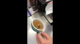 Phoenix aka double winged swan latte art in a cup for a flat white coffee