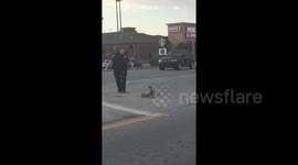 US police officer helps mother duck and her chicks cross busy road
