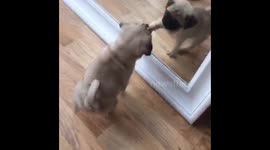 Too cute! Tiny pug doesn't quite understand mirrors