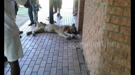 Injured lioness found in ladies' toilets after seeking a place to die peacefully