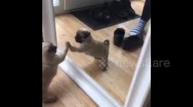 Too cute! Tiny pug doesn't quite understand mirrors