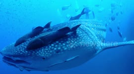 Diver gets whipped by huge whale shark in Thailand