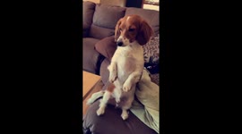 Dog sits like a human to beg for food