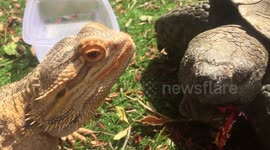 Gertrude and Merlin at the Breakfast Table