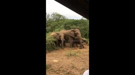 Elephants' charge led by brave baby