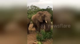 Baby elephant doesn’t wait for parents and leads charge on safari truck