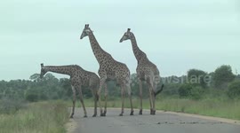 Male Giraffes on a road -  sizing each other up