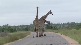 Male Giraffes on a road - play-fighting