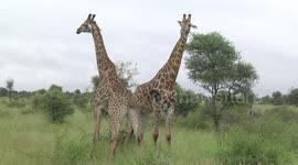 Ouch! Male Giraffes fighting - a rare sight