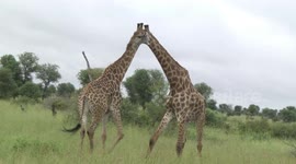 Male Giraffes posturing before fighting - a rare sight