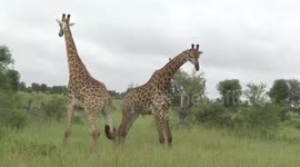 Ouch! Male Giraffes posturing and fighting - a rare sight