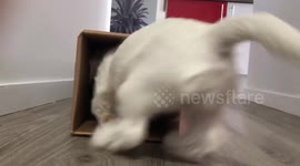 Crazy Jack Russell Puppy