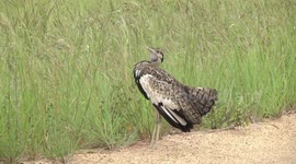 A mad bird with a weird call - the Black bellied Bustard