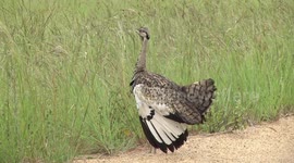 A mad bird with a bizarre call - the Black bellied Bustard