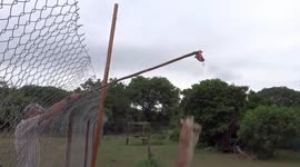 Wild cat in rehabilitation jumps 9.8 feet high to grab a bite