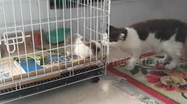 because the same fur of a deceived cat wants to kiss a rabbit's child