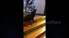 Runaway sea lion wanders around Chinese city
